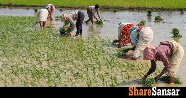 India's Decision to Ban Rice Exports Raises Global Concerns ...